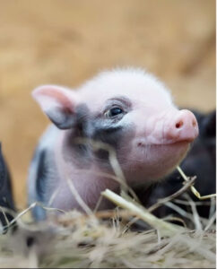 A close-up of a small piglet with pink skin and black patches, lying on straw and looking up with a content expression. The background is softly blurred.